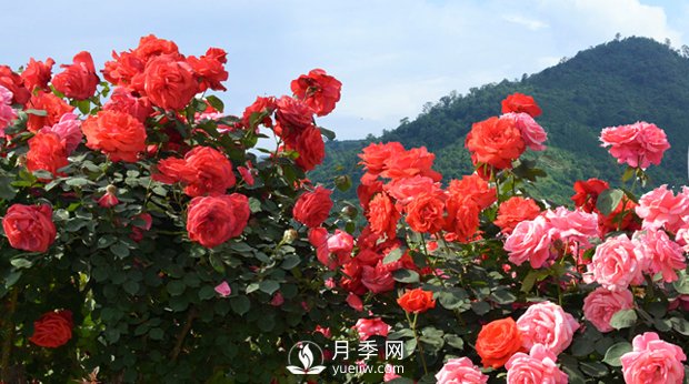 月季和玫瑰的區別是什么？(圖1)
