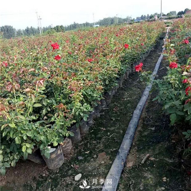 月季扦插需要用什么工具，準備什么？(圖1)