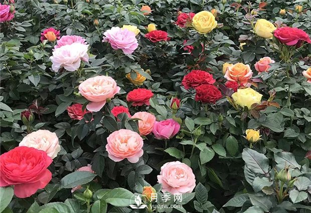 月季花有什么顏色？如何養護？(圖1)