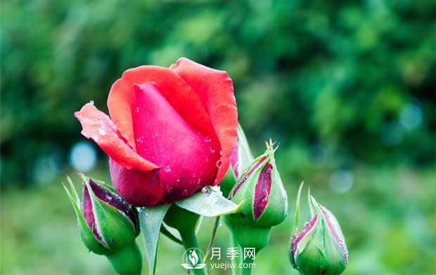 誰(shuí)說(shuō)沒(méi)院子不能養月季花？(圖1)