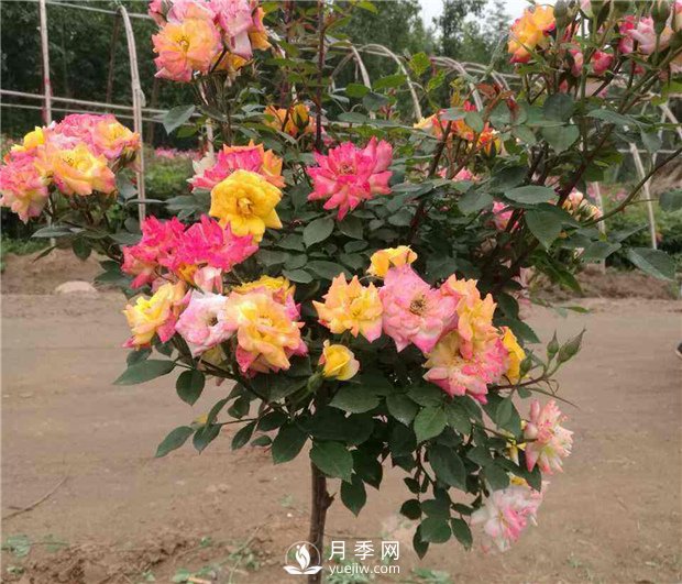盆栽月季樹(shù)怎么養殖？(圖1)