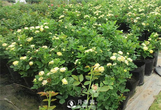 哪種土壤適合種植月季？(圖1)