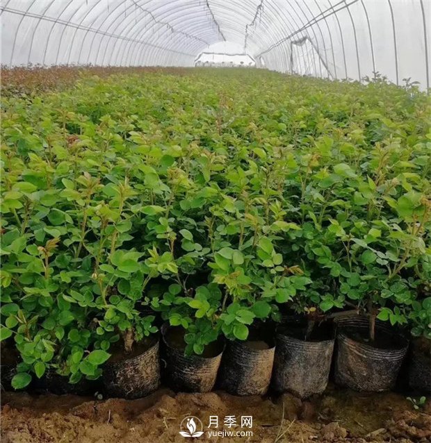 月季小苗如何移栽？苗期如何管理？(圖1)