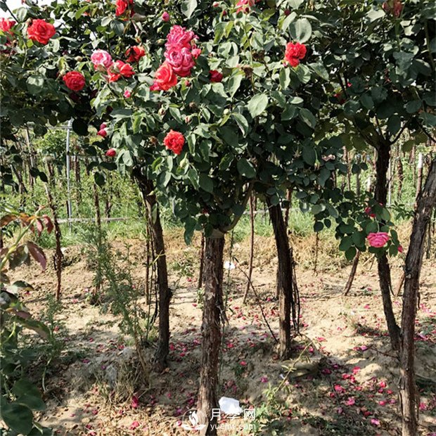 盆栽月季樹(shù)花期、化后、秋冬季、老根如何修剪？(圖1)