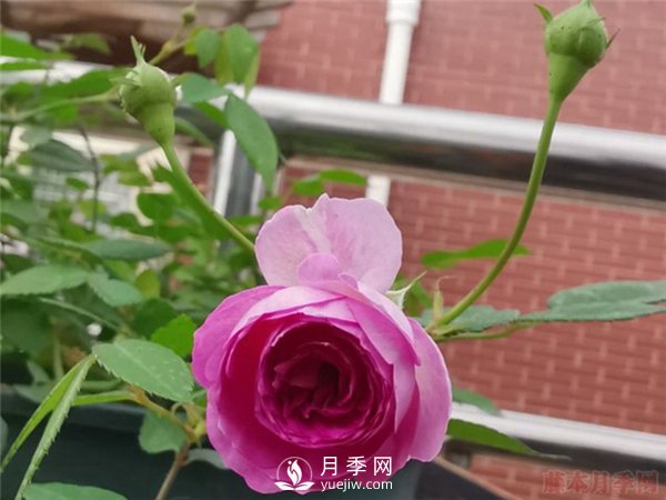 推薦10個(gè)微月品種能開(kāi)又抗病，給新手的微型月季(圖5)