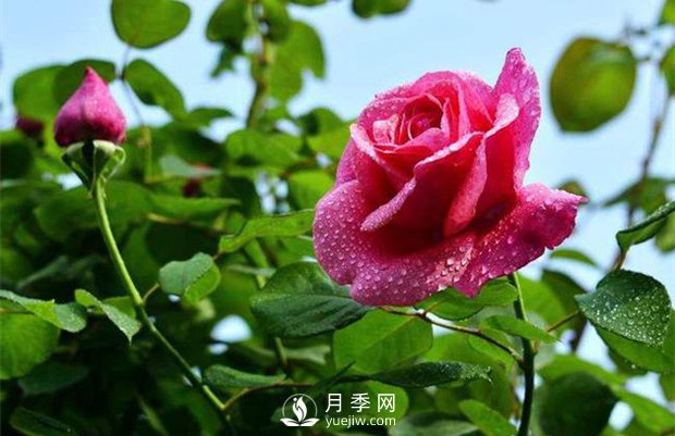 怎樣制作月季干花？月季干花制作辦法(圖1)
