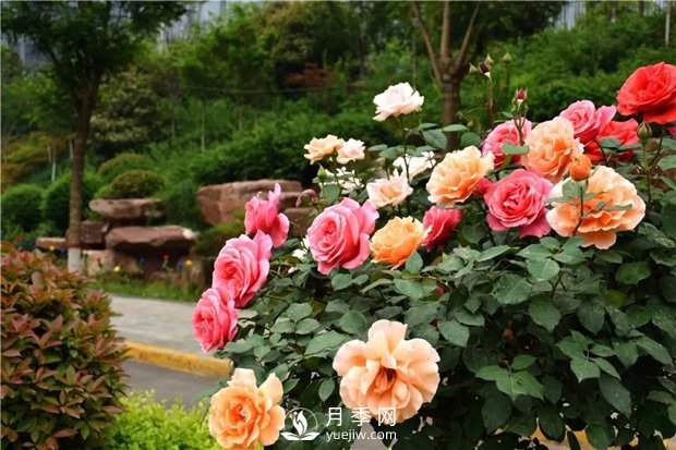 月季網(wǎng)告訴你：月季、玫瑰與薔薇有何區別，該如何分辨？(圖2)