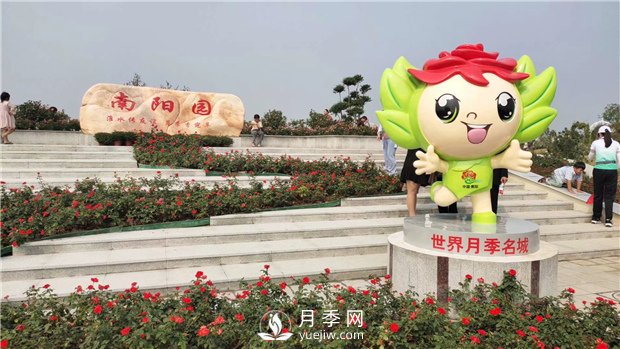 月季網(wǎng)告訴你南陽(yáng)月季有哪些不同的分類(lèi)？(圖1)