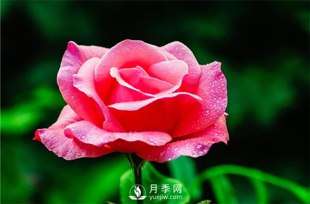如何修剪月季？(圖1)