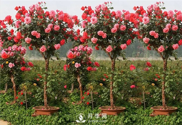 樹(shù)狀月季有哪些特點(diǎn)和種類(lèi)？(圖1)
