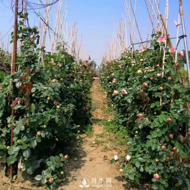 為什么藤本月季價(jià)格差異大？月季網(wǎng)基地告訴你(圖1)