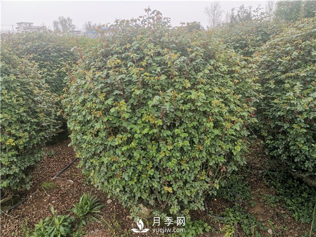 月季網(wǎng)告訴你南北方月季種植有什么注意點(diǎn)？(圖1)