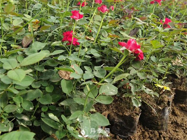 月季網(wǎng)專(zhuān)業(yè)從事精品盆栽月季培育和批發(fā)(圖1)