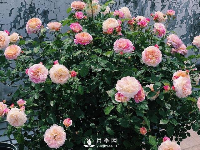 春天月季這樣施肥，花量更大！(圖1)