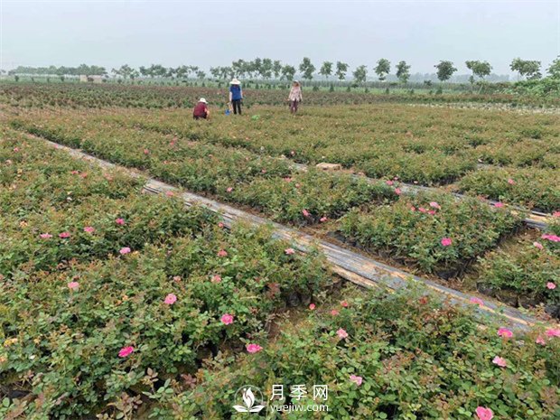 盆花月季的種植過(guò)程大家了解多少？(圖1)