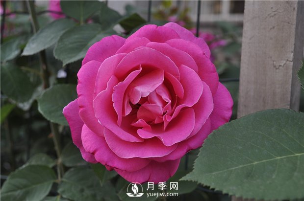 如何讓盆花月季不斷開(kāi)花？(圖1)