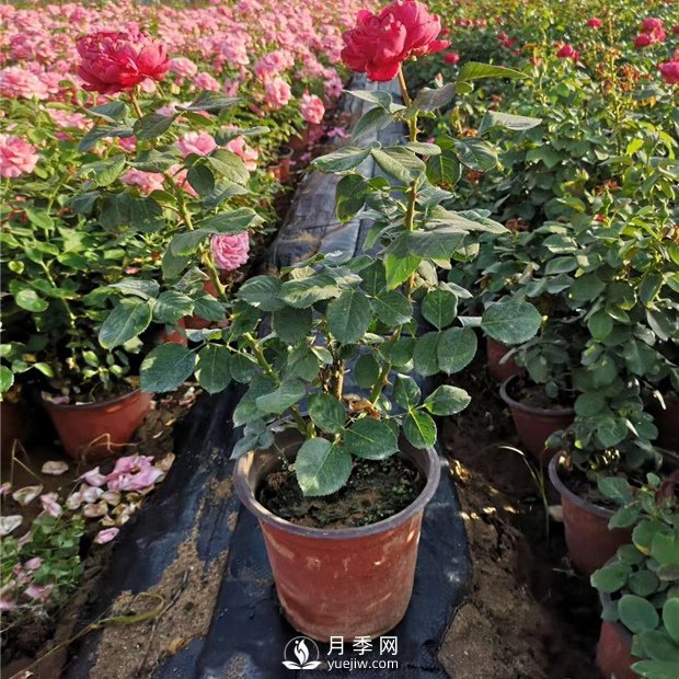 有關(guān)盆花月季的一些小常識不可不知?。。。?！(圖1)