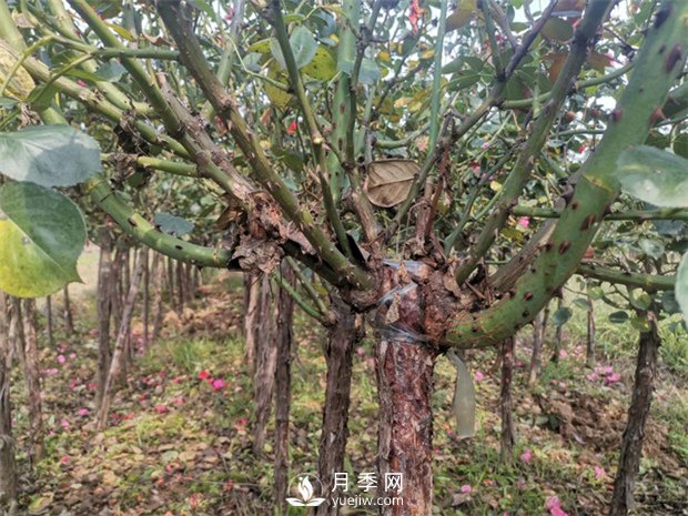 南陽(yáng)樹(shù)狀月季基地淺談冬季如何養花？(圖1)