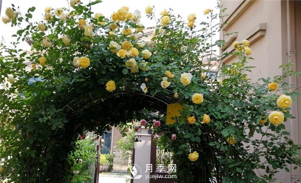 春天***適合養哪些室內植物？(圖2)