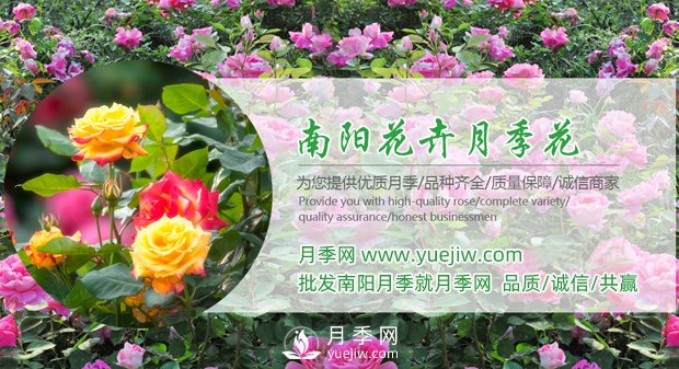 購買(mǎi)大花月季苗時(shí)需要注意的點(diǎn)(圖1)