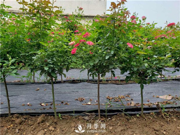 夏季怎樣提高月季的成活率？(圖1)