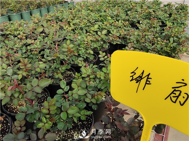 春天陽(yáng)臺除了種月季花，還適合養什么花卉？(圖1)