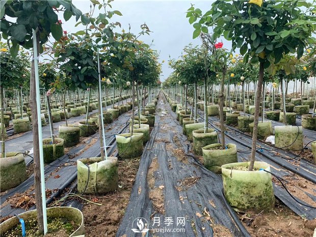 南陽(yáng)樹(shù)狀月季淺談冬天應該如何養護花卉？(圖1)