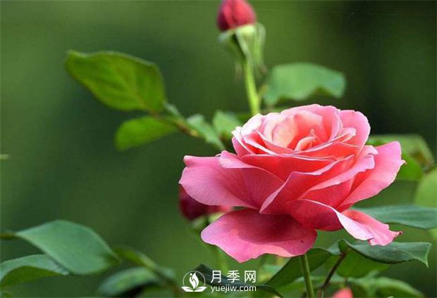 怎么養好盆花月季，南陽(yáng)月季樹(shù)修剪注意事項(圖1)