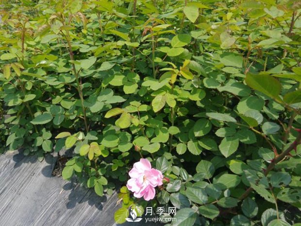 快速培育南陽(yáng)樹(shù)狀月季如何做，冬季管理月季怎么做(圖1)