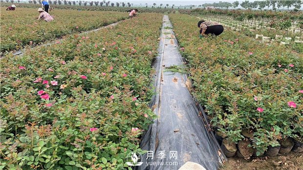 南陽(yáng)樹(shù)狀月季培育介紹，盆花月季怎么養好(圖1)