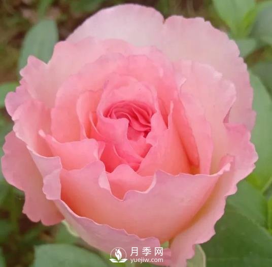 夏琳月季，法國的這個(gè)月季花又香又大，還抗病抗寒(圖1)