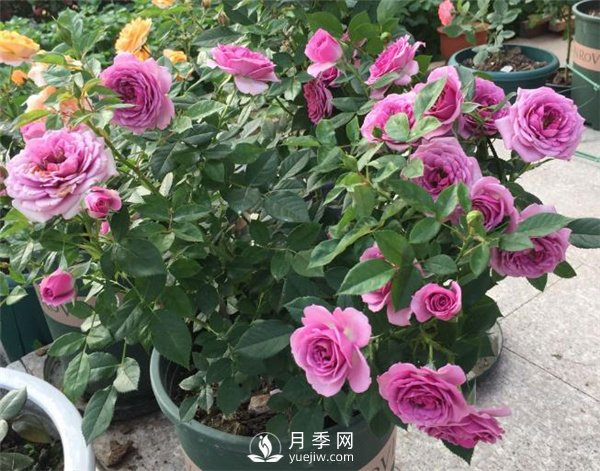 水星王陽(yáng)臺月季，必須要養的陽(yáng)臺盆栽月季花(圖2)