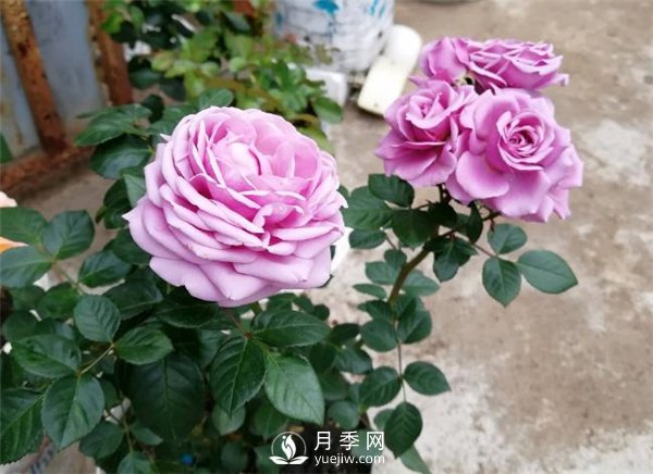 水星王陽(yáng)臺月季，必須要養的陽(yáng)臺盆栽月季花(圖1)