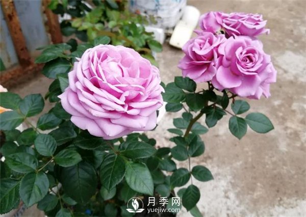 水星王陽(yáng)臺月季，必須要養的陽(yáng)臺盆栽月季花(圖3)