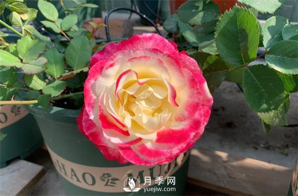 紅雙喜月季，顏色非常喜慶，名字非常俗氣(圖1)