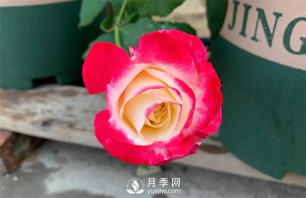 紅雙喜月季，顏色非常喜慶，名字非常俗氣(圖2)