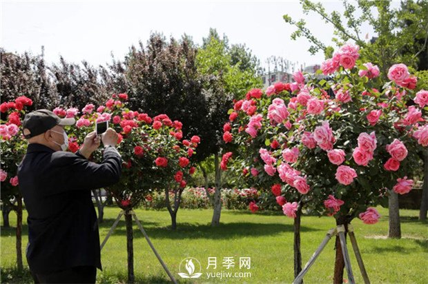 目前綠化苗木市場(chǎng)需求的到底是哪種花木？(圖2)