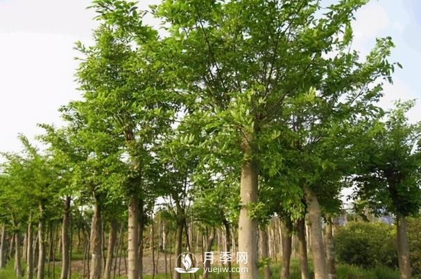 綠化苗木品種介紹：樸樹(shù)(圖1)