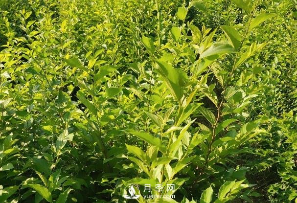綠化苗木品種介紹：樸樹(shù)(圖2)