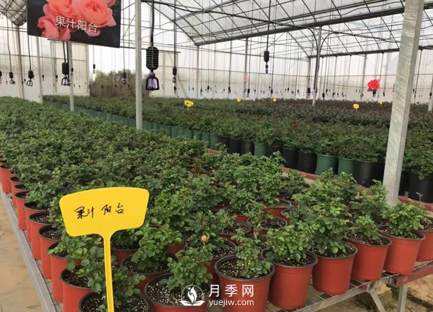 月季基地的盆栽月季已經(jīng)長(cháng)成了！(圖1)