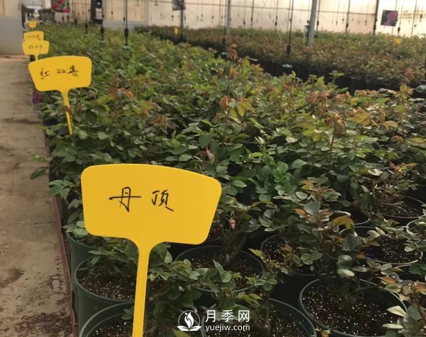 月季基地的盆栽月季已經(jīng)長(cháng)成了！(圖4)