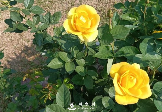 2021月季花展，深圳人民公園300多個(gè)月季品種期待……(圖2)