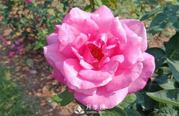 2021月季花展，深圳人民公園300多個(gè)月季品種期待……(圖1)