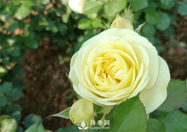 2021月季花展，深圳人民公園300多個(gè)月季品種期待……(圖3)