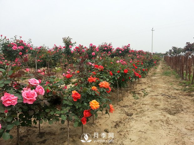 做農業(yè)項目就是要做減法，才能做到極致(圖1)