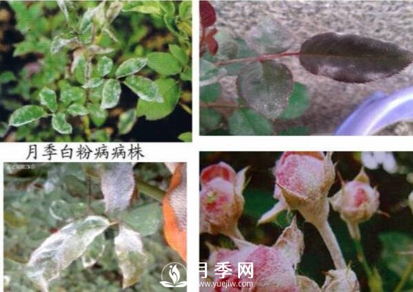立秋己過(guò) 養護月季呢？看過(guò)來(lái)了(圖1)