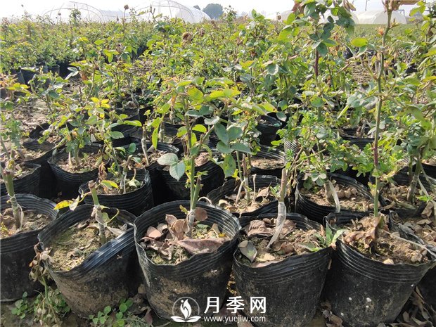 盆栽月季想要養的好！配土很重要(圖1)