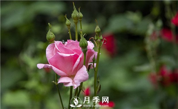 說(shuō)一說(shuō)我們家里面的月季應該如何養護(圖1)