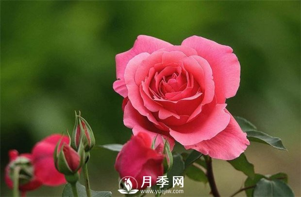 月季夏天養護管理的6“怕”和6“忌”(圖1)