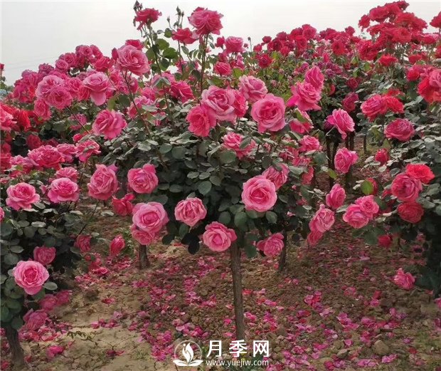 月季一般用什么樣的花盆種植比較好？(圖1)